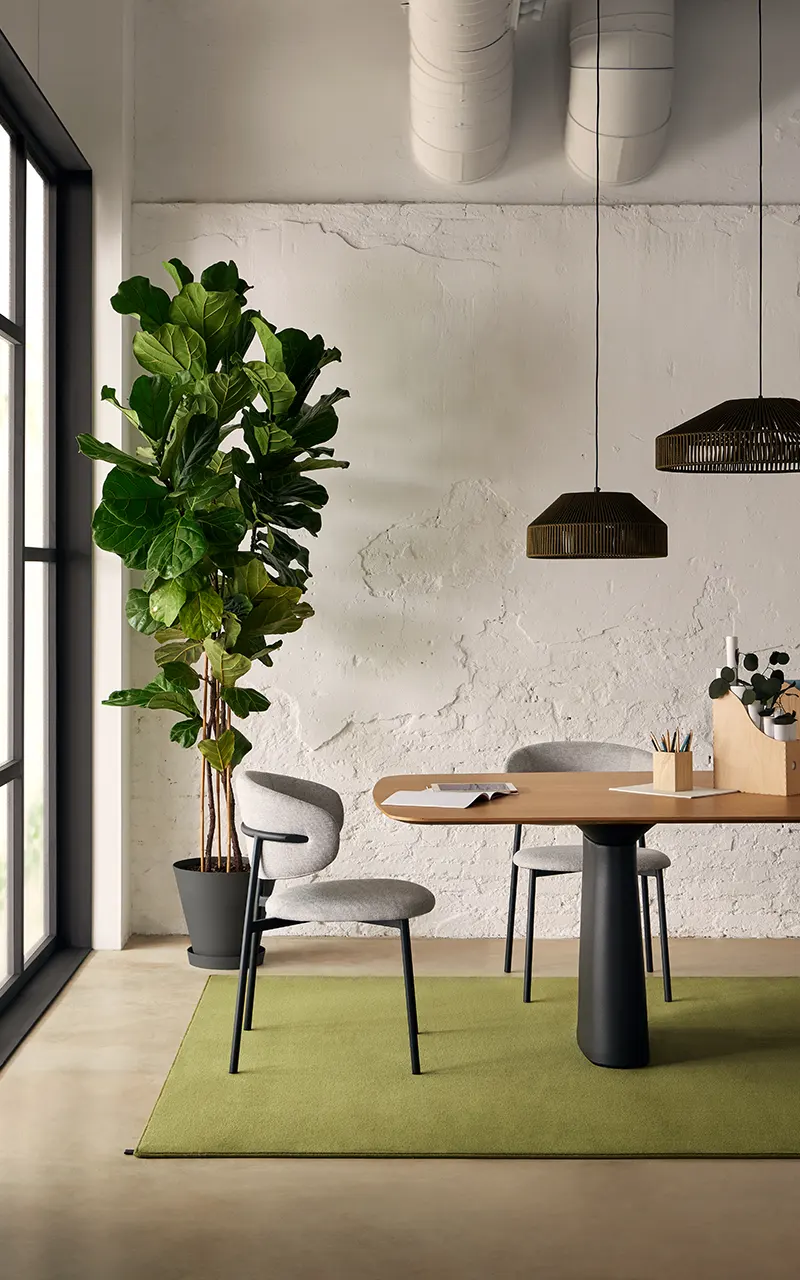 castor-plus-coleccion-ambiente