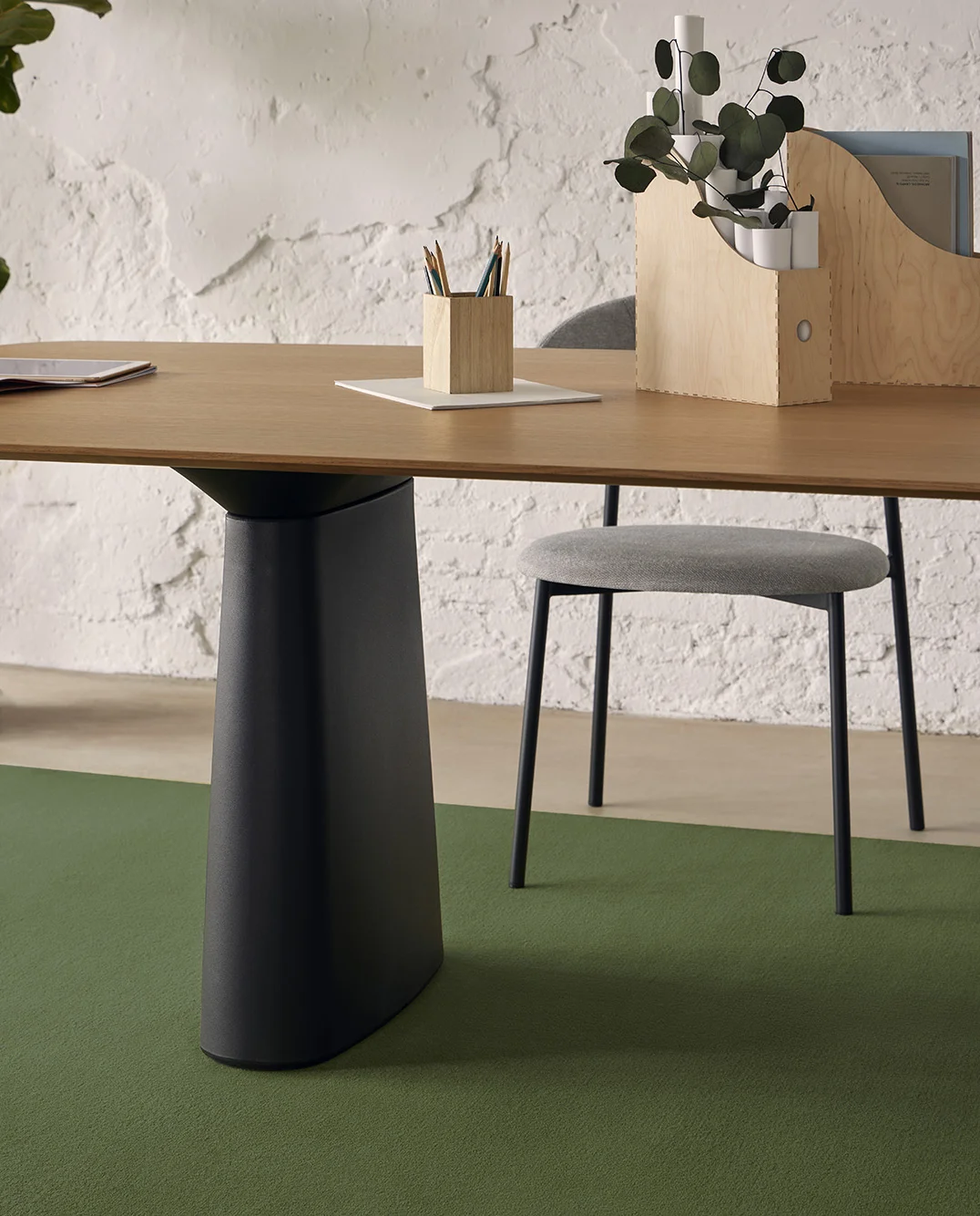 castor-olive-ambiente-004