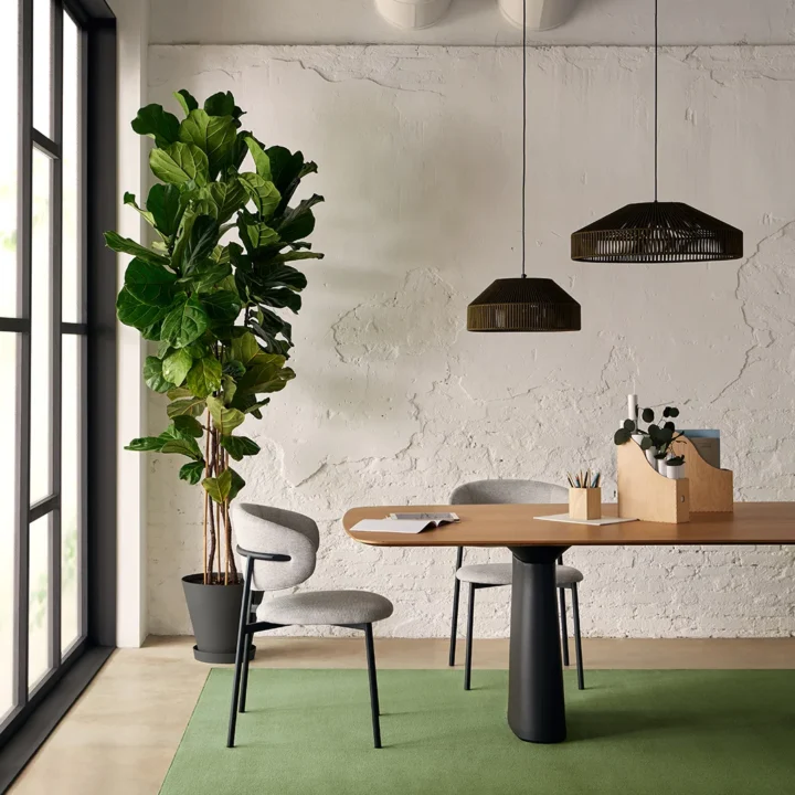 castor-olive-ambiente-006