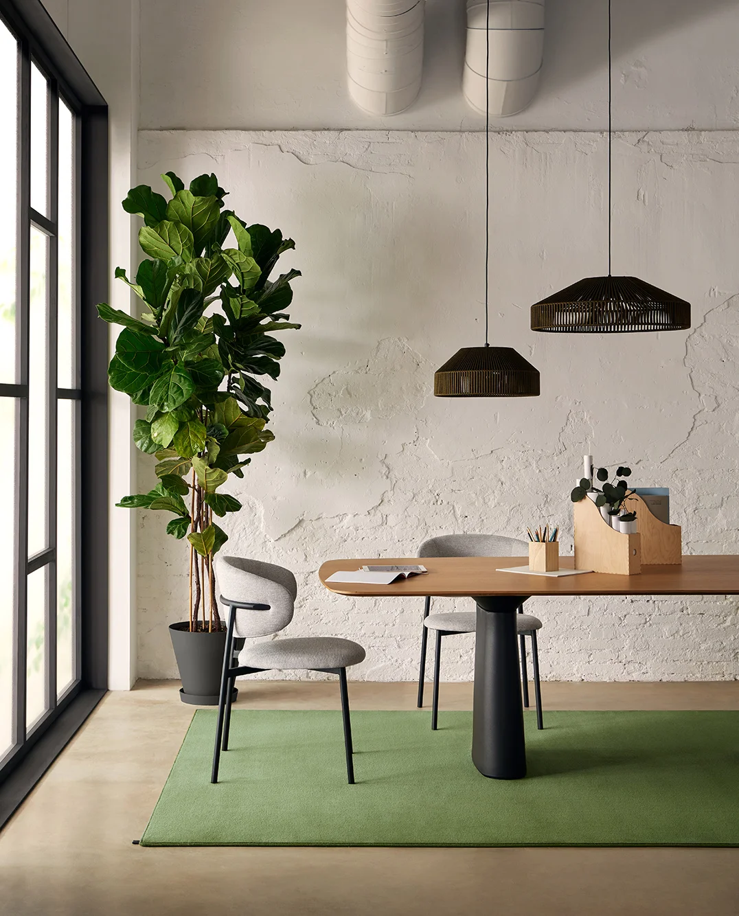 castor-olive-ambiente-006
