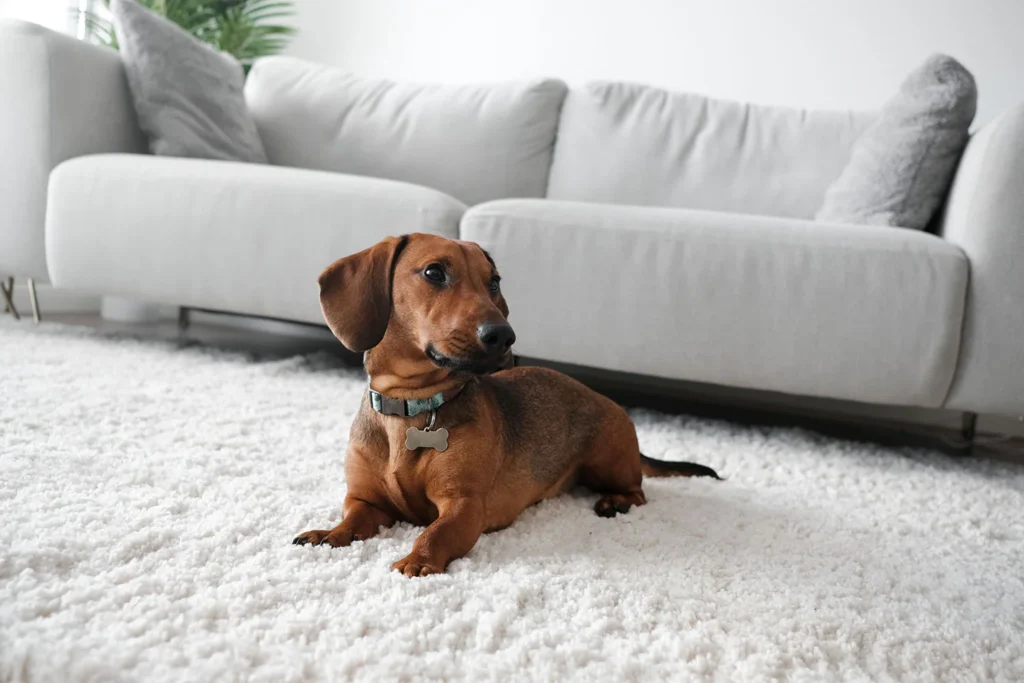alfombra de pelo corto para mascotas