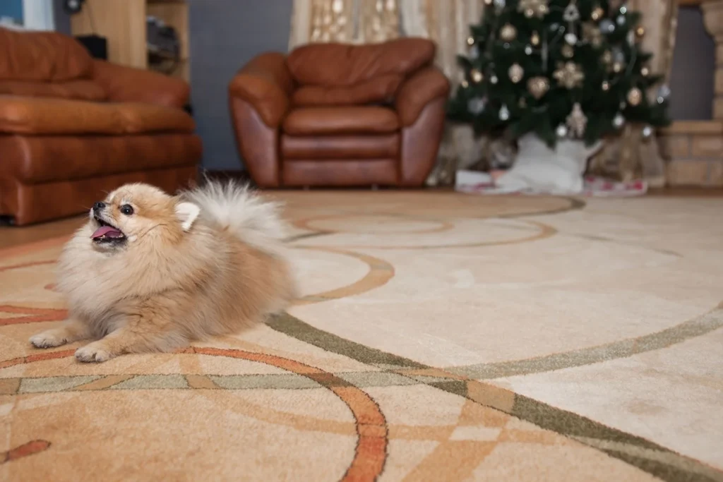 limpieza de alfombra con mascotas