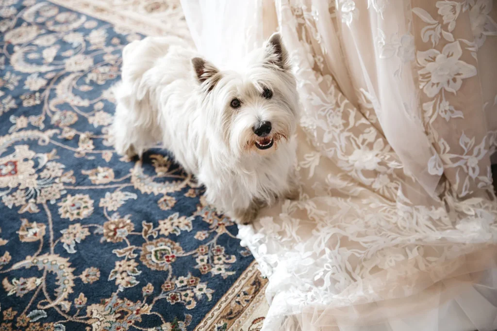 Perro en alfombra de salón