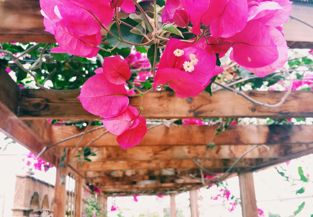 decoración de jardín con buganvilla